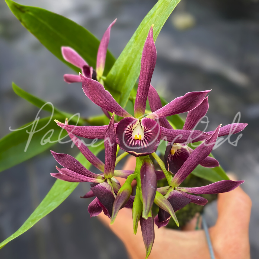 An AnRegalia CrownEmpireKINGSDOWセミダブル Encyclia — Palmer Orchids